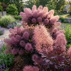 2 Purple Smoke Tree Plants Live, 12-18 Inch Tall in 4" Pot, Royal Purple Foliage Ornamental Shrub, Cold-Hardy Decorative Plant for Sun