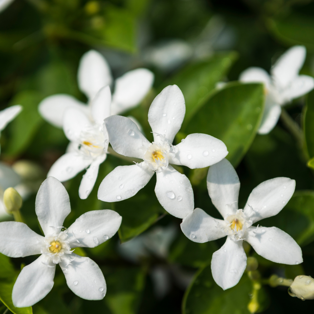 Maid of Orleans Jasmine Flower Plant in 4’’ Inch Pot | Live Jasmine Potted Plant Indoor | Suitable for Windowsills, Desks & Small Spaces | Perfect Fragrant Accent Plant for Home, Office