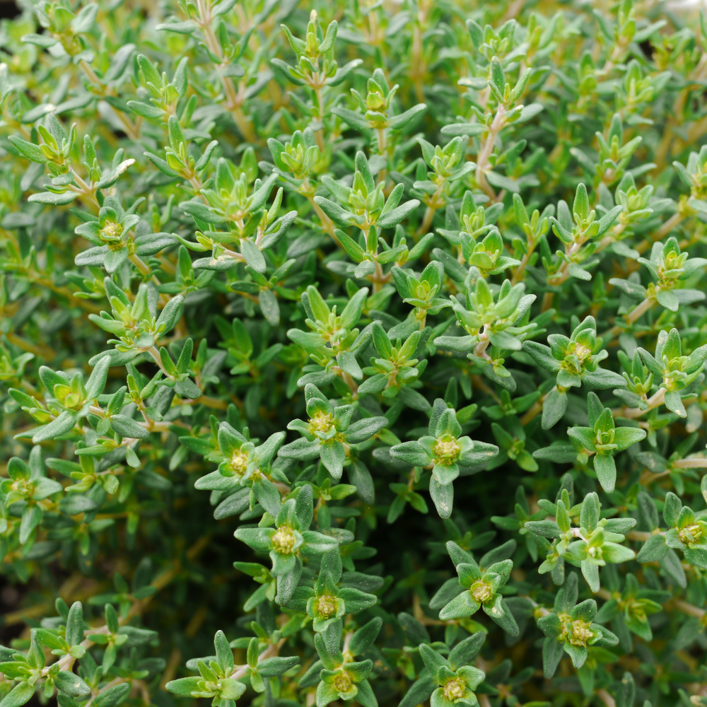 Thyme Plants Live, French Thyme, 4-Inch Tall, Easy to Grow & Low Maintenance, Fresh Culinary Herb for Cooking, Indoor/Outdoor Herb Garden