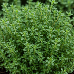 2 Thyme Plants Live for Planting, French Thyme, 4-Inch Tall, Fresh Edible Herb for Kitchen Gardens, Easy to Care Indoor Plant