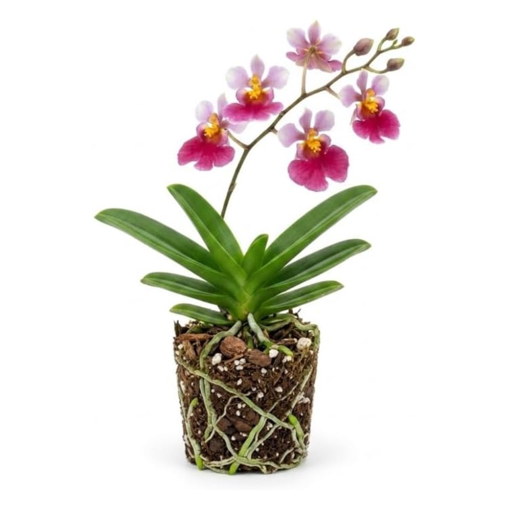 Hot Pink Tolumnia Oncidium Orchid Plant, Dancing Lady Floral Shrub, Easy Care Indoor Blooming Plant for Garden and Home Decor