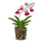 Hot Pink Tolumnia Oncidium Orchid Plant, Dancing Lady Floral Shrub, Easy Care Indoor Blooming Plant for Garden and Home Decor