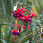 2 Fuchsia Plants Live, Gold and Red Foliage, 6-12 Inch Tall, Autumnale Variety, Trailing Flowering Plant, Ideal for Hanging Baskets