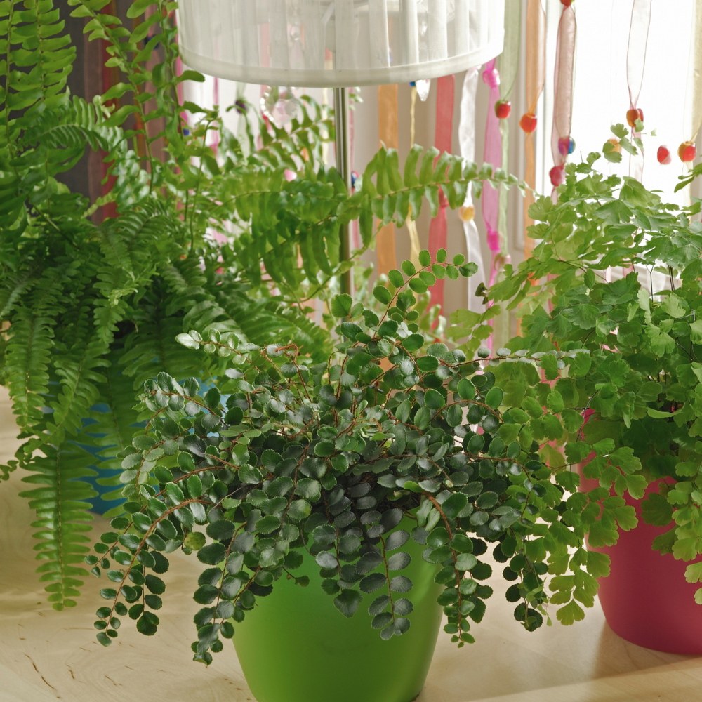 2 Button Fern Live Plant, Live Fern Plants in 2 Inch Pot, Air-Purifying, Low Maintenance, Perfect for Home and Office Décor, Easy to Care