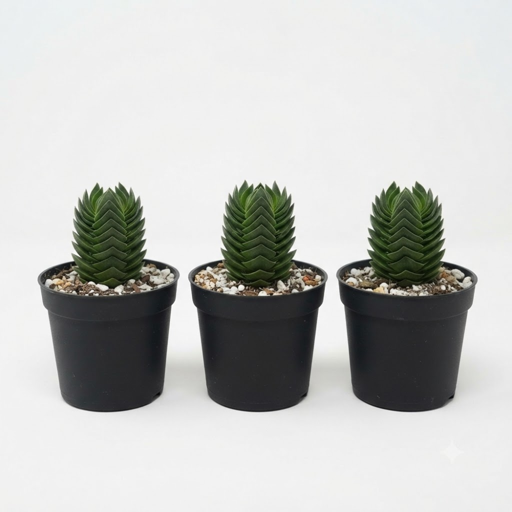 3 Live Succulent Crassula, Buddha's Temple Succulent in 2 Inch Pot, Low Maintenance, Thrives in Home & Office, Perfect for Plant Enthusiasts