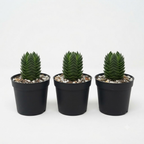 3 Live Succulent Crassula, Buddha's Temple Succulent in 2 Inch Pot, Low Maintenance, Thrives in Home & Office, Perfect for Plant Enthusiasts