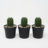 3 Live Succulent Crassula, Buddha's Temple Succulent in 2 Inch Pot, Low Maintenance, Thrives in Home & Office, Perfect for Plant Enthusiasts