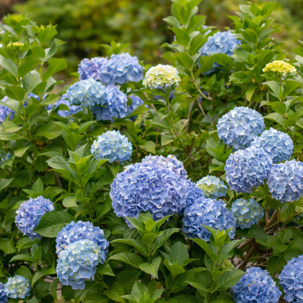 Nikko Blue Hydrangea Live Ornamental Shrub | 1 Gallon Pot | Cold-Hardy Bigleaf Hydrangea - Robust Well-Rooted Flowering Garden Tree