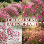 100 Pcs Carmine Baby's Breath Seeds for Planting Outdoors, Non-GMO Heirloom Flowers, Low Maintenance Pink Cloud Blooms for Yard Borders