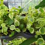 2 Heartleaf Philodendron Live Plant, 4 Inch Pot, Philodendron Cordatum Brasil, Indoor Trailing Plant for Home Office Decor, Bookcases and Easy Display