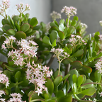 Succulents Plants Live Jade Plant Crassula Ovata, Jade Plant Live in 2 Inch PotLow Maintance, Perfect for Indoor Accent Décor, Minimalist Spaces & Gift Giving