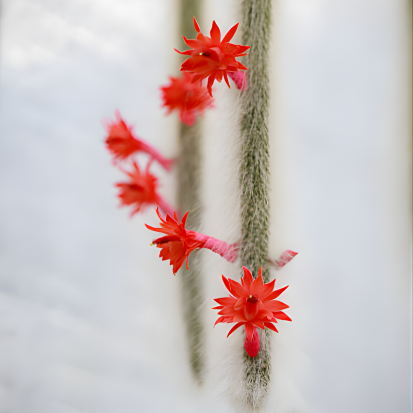 Monkey Tail Cactus Live Plant, 2 Inch Pot, Potted Cleistocactus Colademononis, Unique Fuzzy Hanging Cactus for Home and Office Décor