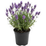 English Lavender Flower Plant, 3-Inch Potted, Aromatic Lavandula Angustifolia, Live Lavender Plants for Inside and Home Décor