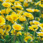 150 Pcs Tidy Tips Seeds for Planting Outdoors, Non-GMO Heirloom Wildflowers, Sturdy Low Maintenance t Blooms for Sunlit Yard Borders