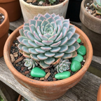 2 Echeveria Succulents Live Plants, Echeveria Minima Succulent in 4 Inch Pot for Planting, Air-Purifying, Low Maintenance, Perfect for Home and Office Décor