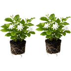 2 Jasmine Plant Live, 4 Inch Tall Belle of India Jasmine Vine Plant Live, Low Maintenance, Lush Tropical Plant with Sweet-Scented White Flowers, Ideal for Indoor and Outdoor Space