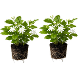 2 Jasmine Plant Live, 4 Inch Tall Belle of India Jasmine Vine Plant Live, Low Maintenance, Lush Tropical Plant with Sweet-Scented White Flowers, Ideal for Indoor and Outdoor Space