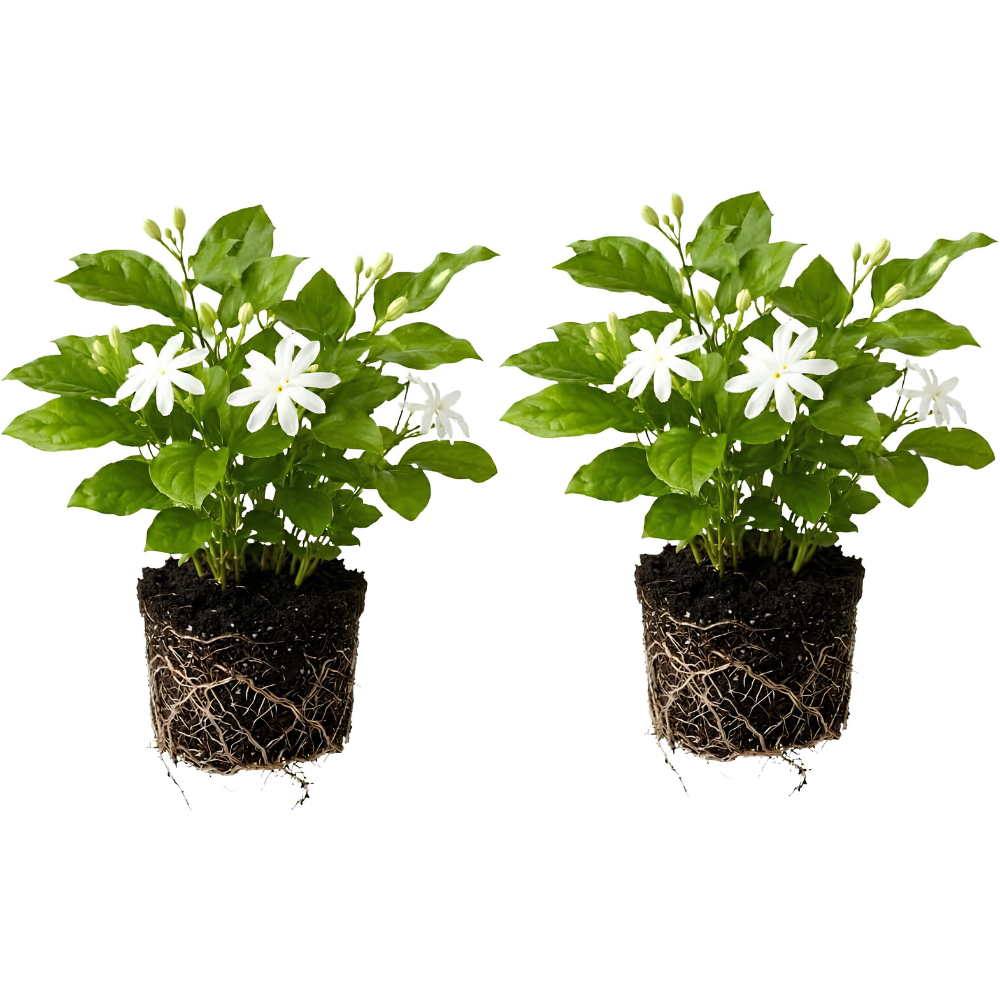 2 Jasmine Plant Live, 4 Inch Tall Belle of India Jasmine Vine Plant Live, Low Maintenance, Lush Tropical Plant with Sweet-Scented White Flowers, Ideal for Indoor and Outdoor Space