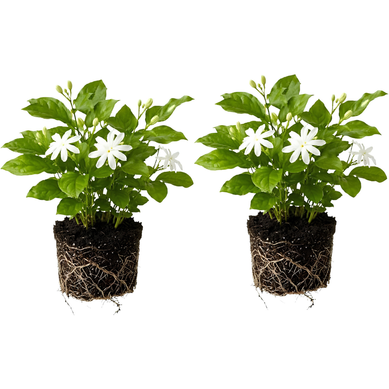 2 Jasmine Plant Live, 4 Inch Tall Belle of India Jasmine Vine Plant Live, Low Maintenance, Lush Tropical Plant with Sweet-Scented White Flowers, Ideal for Indoor and Outdoor Space