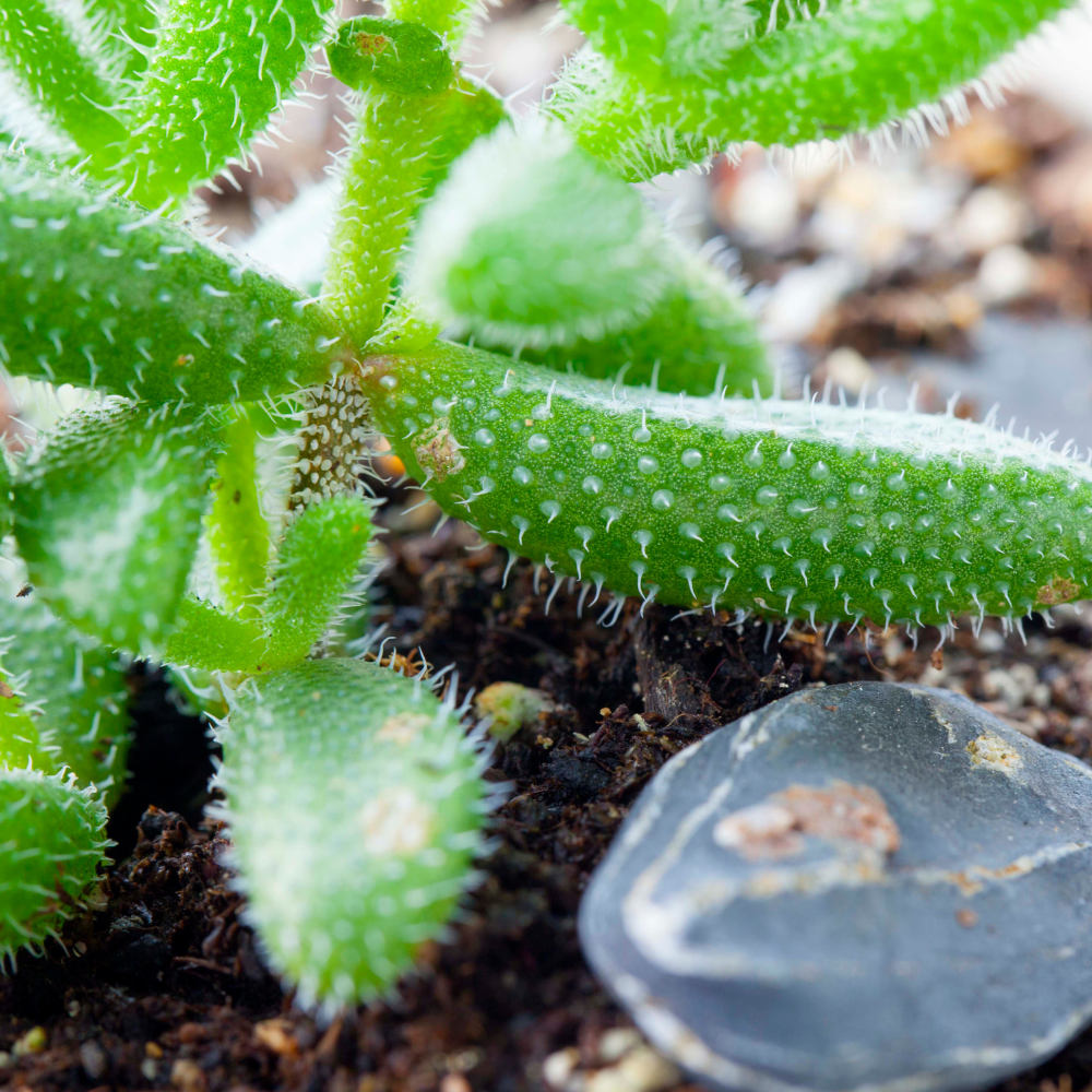 2 Rare Live Succulent Cactus Plants, Pickle Plant Delosperma Echinatum 2 Inch Potted, Unique Succulent for Indoor Display and Collections