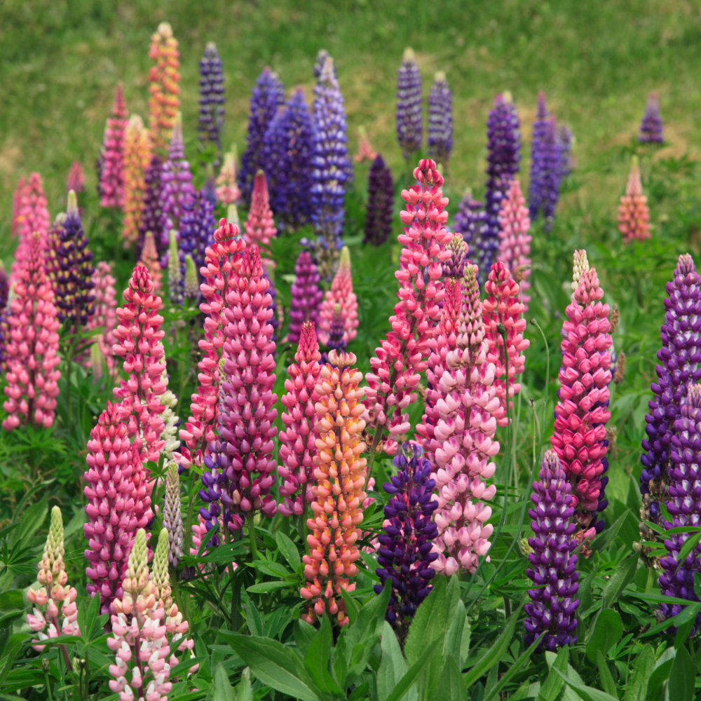 50 Pcs Lupine Seeds  Perennial, High Germination Rainbow Mix for Planting, Low Maintenance Tall Colorful Flowers for Sunlit Outdoor Gardens
