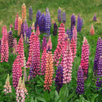 50 Pcs Lupine Seeds  Perennial, High Germination Rainbow Mix for Planting, Low Maintenance Tall Colorful Flowers for Sunlit Outdoor Gardens