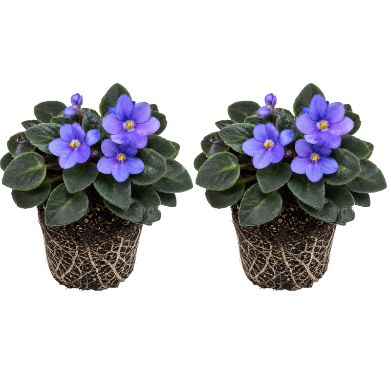 2 Blue African Violets Live Plant, 5-8" Tall Live African Violets Plant, Charming Pastel Violets Flowers, Easy Care Indoor Houseplant, Ideal for Office Desks, Gardens & Gifts