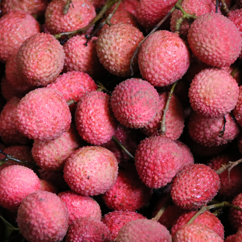(No Ship to CA,HI,AK) Mauritius Lychee Tree for Planting | 2.5–3 Ft Live Potted Tropical Fruit Tree | Sweet Juicy Lychee Fruit for Home Gardens, Patios & Containers