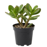 Succulents Plants Live Jade Plant Crassula Ovata, Jade Plant Live in 2 Inch PotLow Maintance, Perfect for Indoor Accent Décor, Minimalist Spaces & Gift Giving