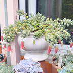 Cotyledon Pendens Succulent Plant Live – 2 Inc Pot | Indoor Trailing Houseplant | Well Rooted Easy to Care