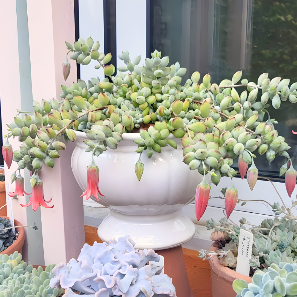 Cotyledon Pendens Succulent Plant Live – 2 Inc Pot | Indoor Trailing Houseplant | Well Rooted Easy to Care