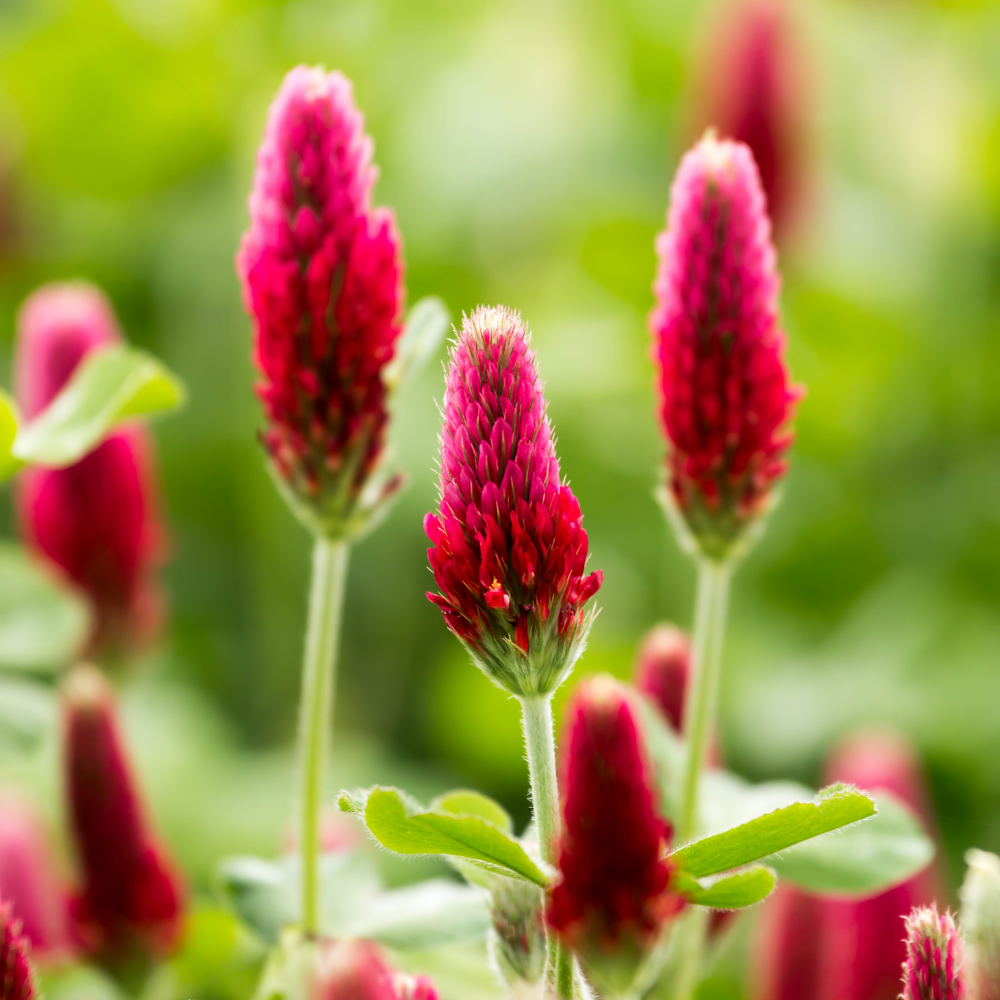 1000 Pcs Crimson Clover Seeds for Planting Outdoors, Non-GMO Heirloom Ground Cover, Cold-Hardy Red Blooms for Yard Borders & Landscapes