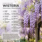 5 Pcs Wisteria Seeds for Planting Outdoors, Non-GMO Climbing Vine Seeds, Low Maintenance Fragrant Cascading Blooms for Pergolas & Arbors