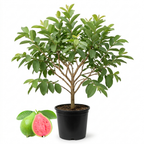 (No Ship to CA, HI, AK) Guava Tree Live Plant 3 Ft Tall - 3 Gallon Pot | Ruby Guava Tree with Fragrant Blooms & Pink Fruit, Versatile Guava Plants Live for Planting