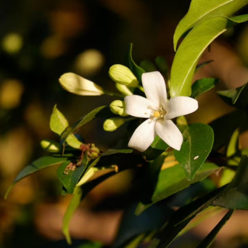 (No Ship to CA, HI, AK) Orange Jasmine Plant Live | Jasmine Tree Live Plant in 3 Gallon Pot, 30–36 Inch Tall | Easy to Grow Flowering Jasmine for Outdoor Gardens, Hedges & Landscape Use | No Ship to CA,HI,AK