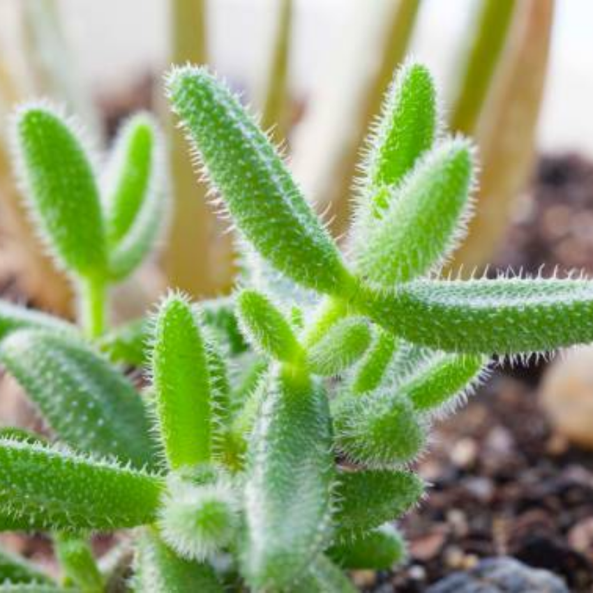 2 Rare Live Succulent Cactus Plants, Pickle Plant Delosperma Echinatum 2 Inch Potted, Unique Succulent for Indoor Display and Collections