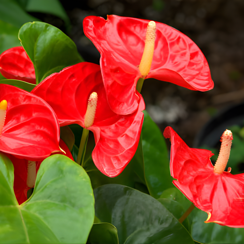 Red Anthurium Live Plant in 4 Inch Pot, Live House Plants, Great for Home & Office Styling, Succulent Arrangements & Beginner Growers