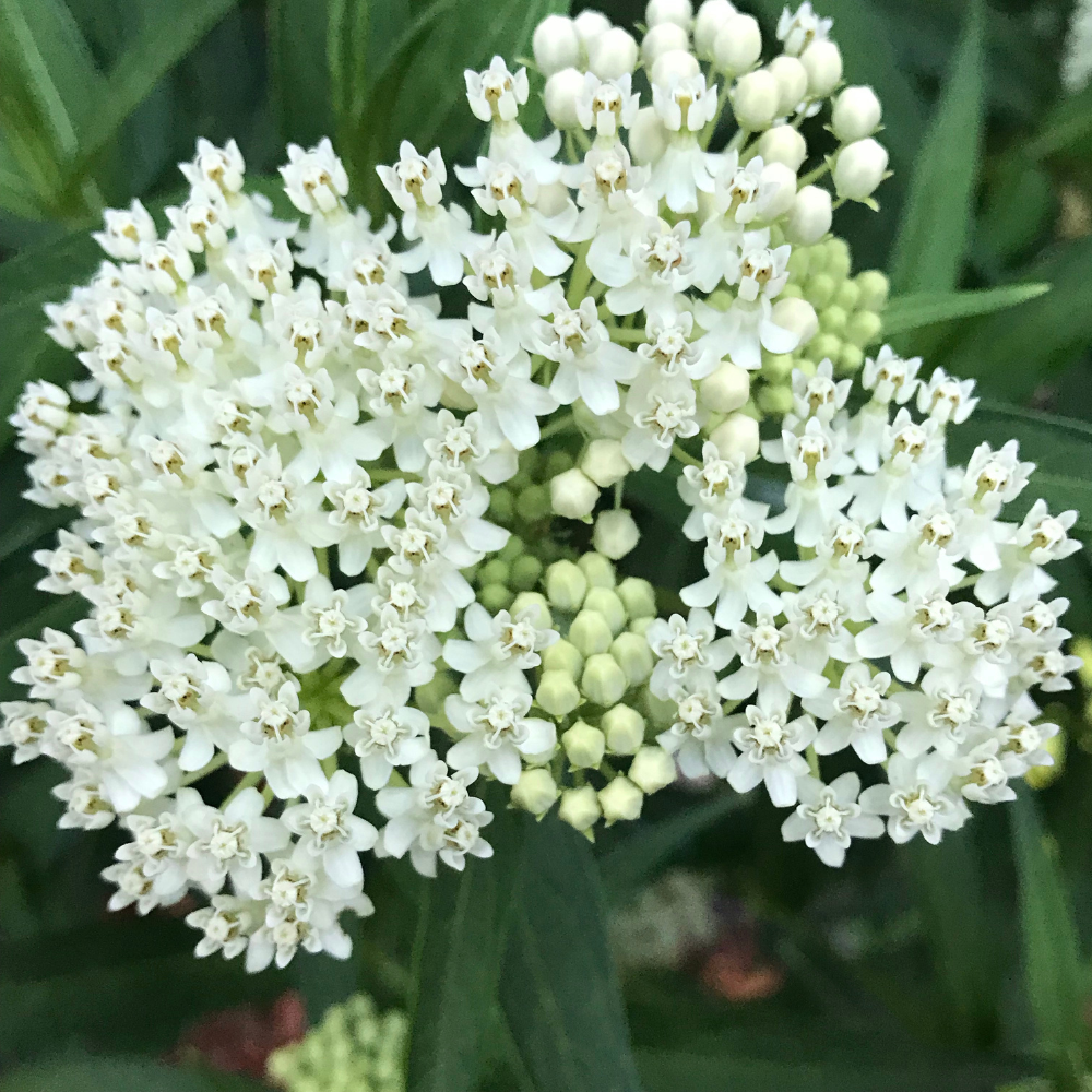 50 Whorled Milkweed Seeds, Heirloom Non-GMO Native Perennial, Low Maintenance White Blooms for Pollinator Gardens