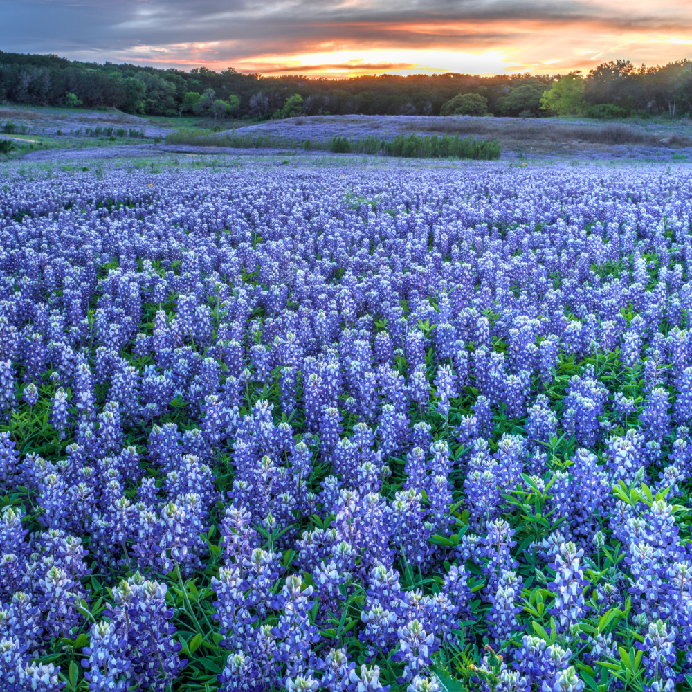 50 Pcs Texas Bluebonnet Seeds for Planting Outdoors, Non-GMO Heirloom Wildflowers, Low Maintenance Blue Floral Spikes for Yard Borders