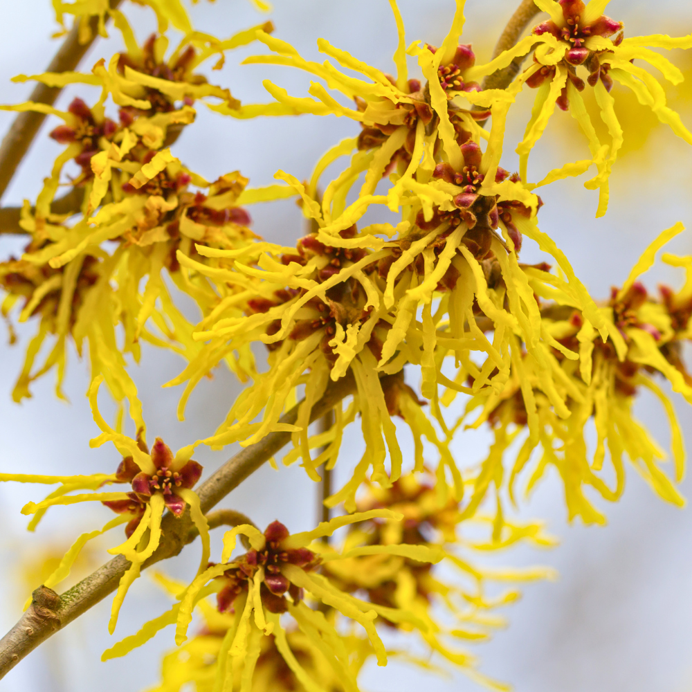 5 Pcs American Witch Hazel Seeds, Heirloom Non-GMO Native Shrub for Late Fall Blooms, Sturdy Fragrant Yellow Flowers for Yard Borders