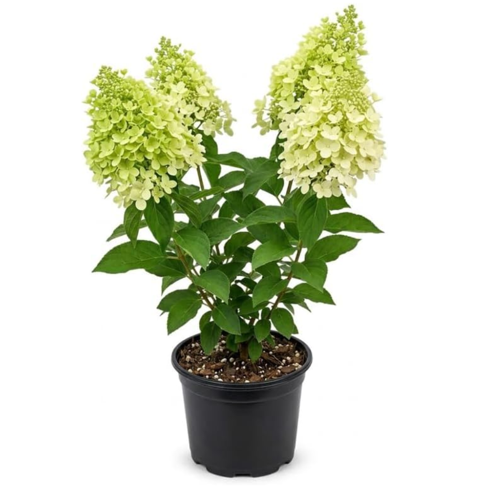 Limelight Hydrangea Tree Live Plant, 6-12" Tall in Quart Pot, Panicle Hydrangea for Planting, Grow Robust, Easy to Care Flowers for Landscapes