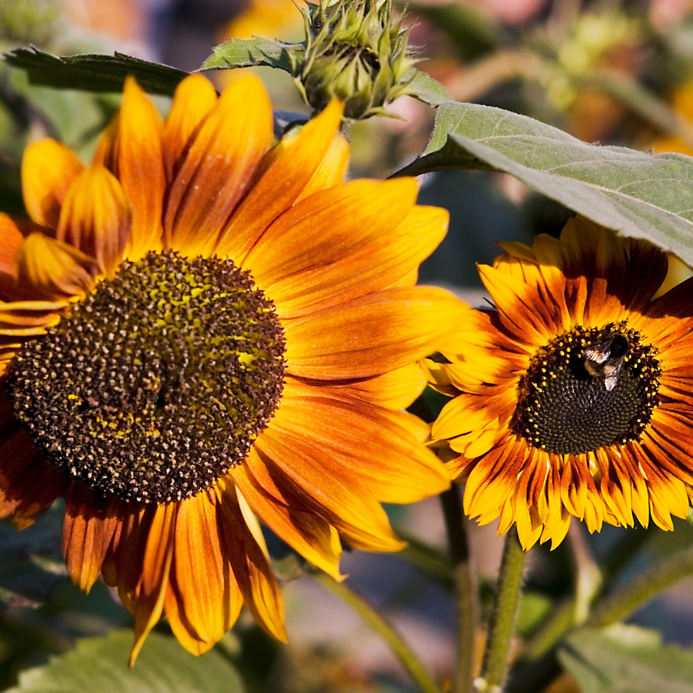 25 Pcs Autumn Beauty Sunflower Seeds for Planting, Non-GMO Heirloom Tall Flowers, Sturdy Vigorous Stalks for Vibrant Summer to Fall Gardens