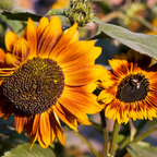 25 Pcs Autumn Beauty Sunflower Seeds for Planting, Non-GMO Heirloom Tall Flowers, Sturdy Vigorous Stalks for Vibrant Summer to Fall Gardens