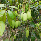 (No Ship to CA, HI, AK) Mallika Mango Trees Live Plants |Sweet Fruit Tree 2.5–3 Ft Tall | Compact Tropical Mango Variety with Rich, Aromatic Fruit | Ideal for Yard, Patio & Warm-Climate Gardens