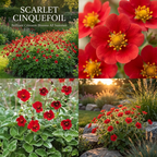 200 Pcs Scarlet Cinquefoil Seeds, Heirloom Non-GMO Perennial, Low Maintenance Deep Red Blooms for Yard Borders