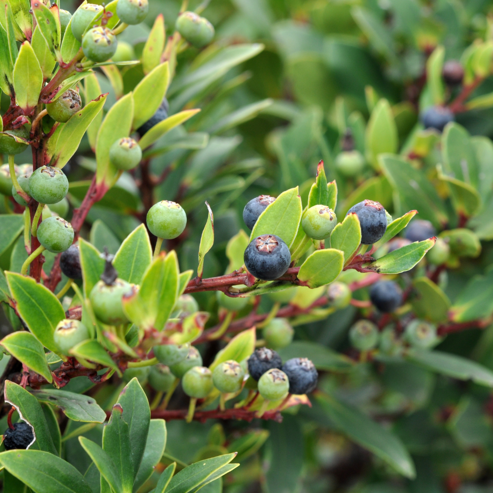 Small Huckleberry Live Plants, 3-4 Inch Tall Bare Root Seedlings, Vaccinium Native Berry Shrub, Edible Fruit Bearing Plant for Landscapes