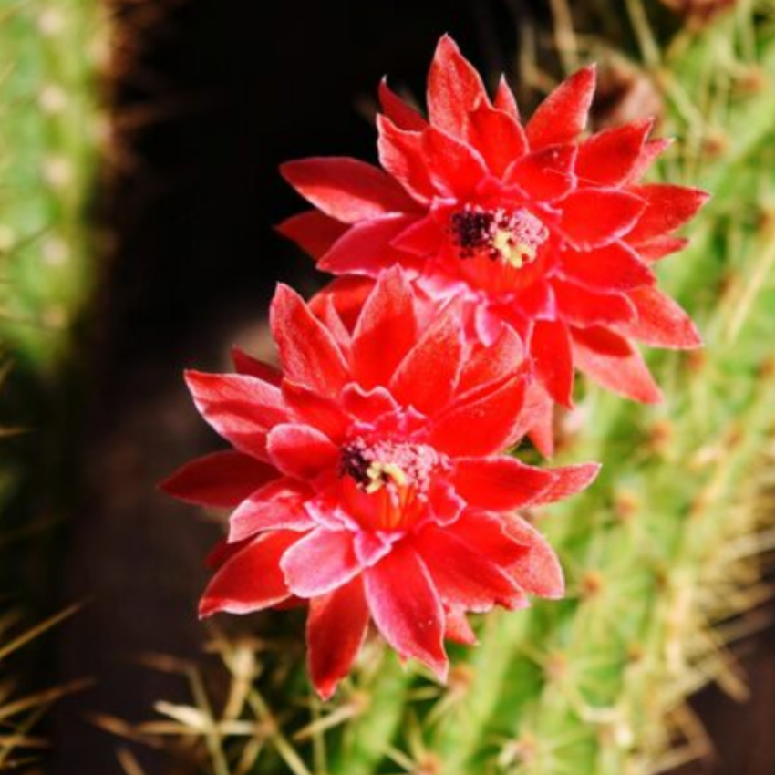 Red Easter Cactus Live Plants | Houseplant Succulent Cactus Flower Plant 3 Inch Tall | Blooming Holiday Cactus | Easy Care Easter Cactus Plants Live for Indoor Home Décor