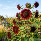 25 Sunflower Seeds Chocolate Cherry for Planting Outdoors, Non-GMO Heirloom Flower Seeds, Striking Dark Burgundy Blooms for Cut Gardens