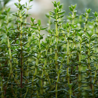 2 Thyme Plants Live, Lemon Thyme, Aromatic Potted Herb, Well-Rooted 4" Plant for Indoor Windowsills and Outdoor Spots
