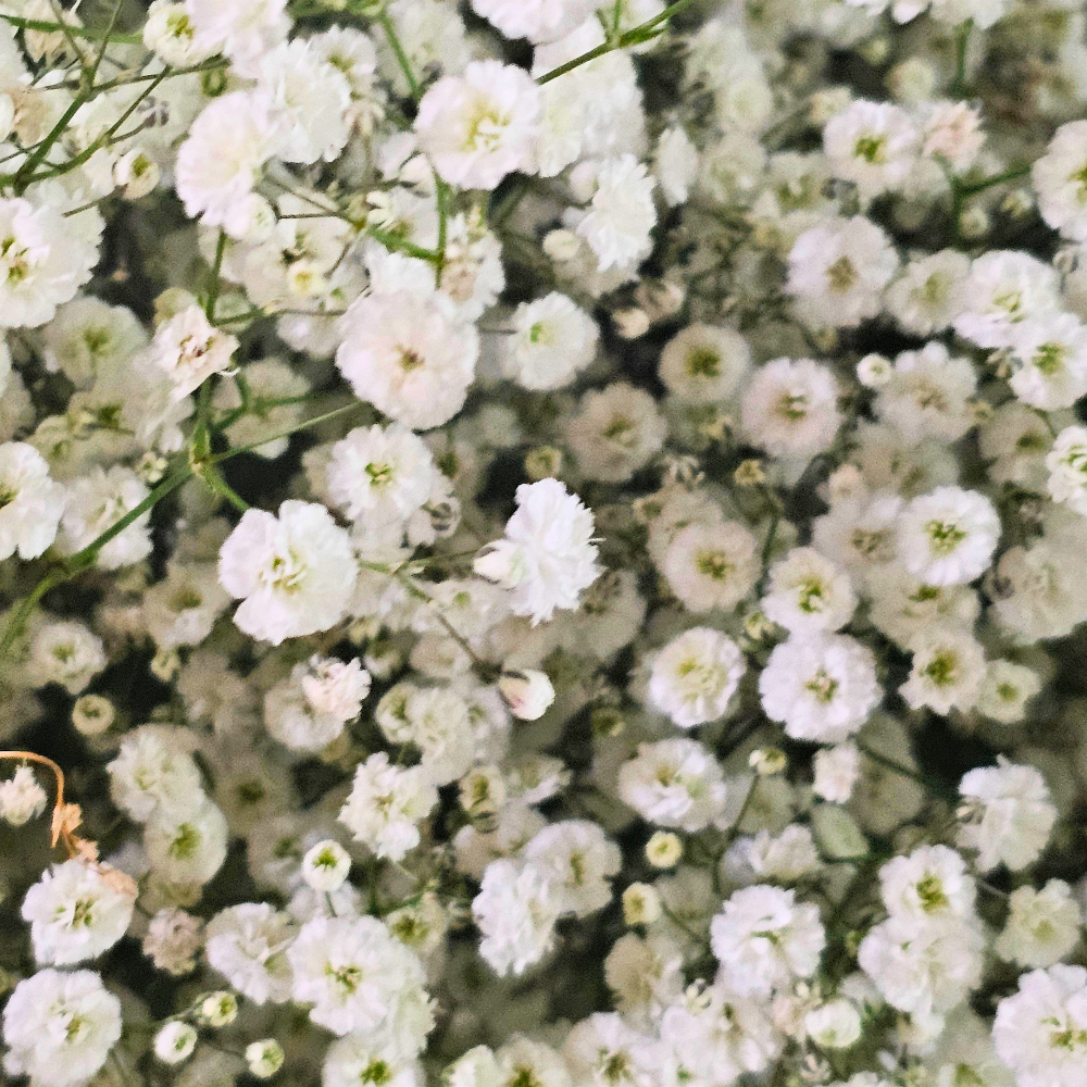 500 Pcs Baby's Breath Seeds Perennial for Outdoors, Easy to Care Outdoor Yard Floral Décor, Low Maintenance Displays